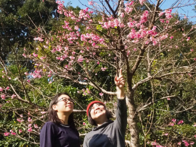 ヒカンザクラ開花宣言