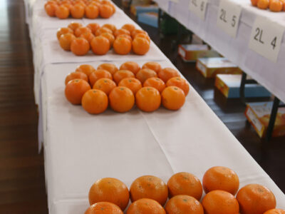 群島タンカン品評会で金賞