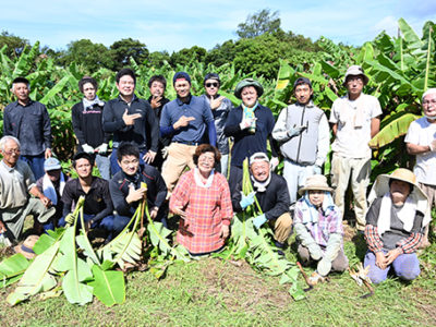 イトバショウの芯止め作業