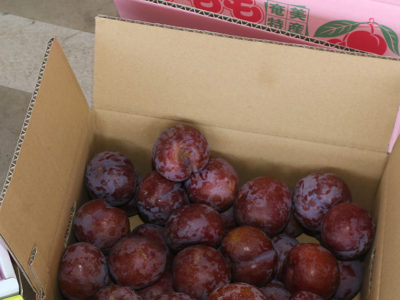 名瀬中央青果スモモ市況