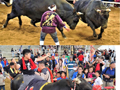 徳之島ＧＷ闘牛 全島一は「黒龍王」初防衛