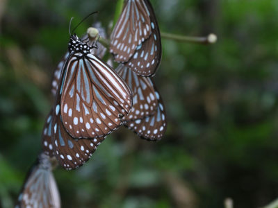 羽寄せ合い冬越し