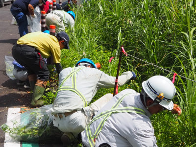 緊急対策外来種「アメリカハマグルマ」駆除