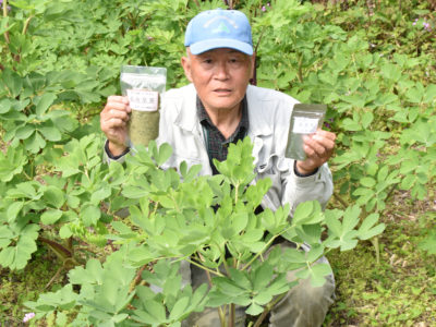 長命草を栽培、加工品販売