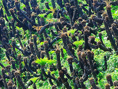 安木屋場ソテツ群に新葉