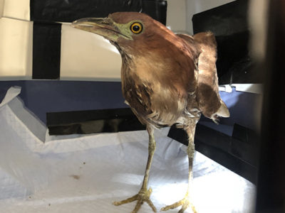 動物園へ移送し飼育へ