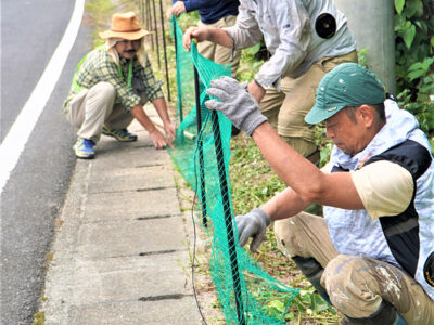 県自然保護課　クロウサギ交通死対策に本腰