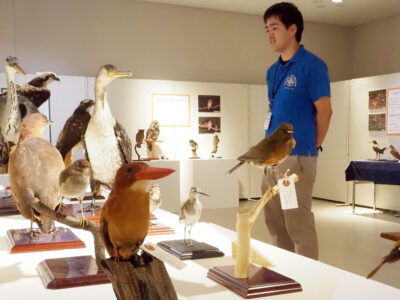 奄美博物館、夏の企画展始まる