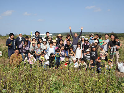 喜界島そら豆収穫体験