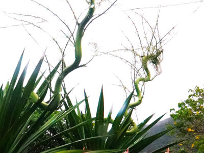 まるで「天空に昇る双竜」