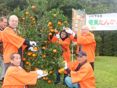 龍郷町で「奄美たんかん」はさみ入れ