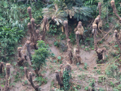 ソテツ加害の外来カイガラムシ発生