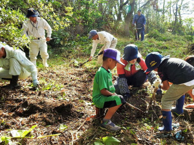 「アメリカハマグルマ」駆除に汗