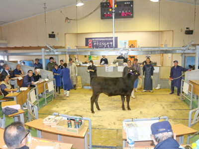 奄美大島家畜市場でも初競り