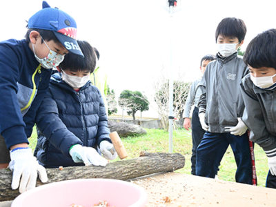 シイタケ駒打ち、児童ら体験