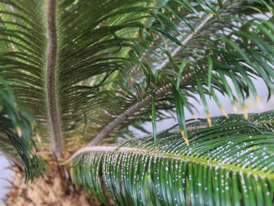 ソテツ外来種カイガラムシ被害