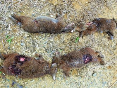 クロウサギ４匹の死骸