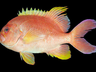 「世界でも珍しい種」