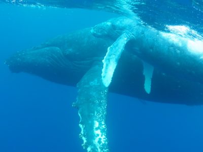 奄美大島ホエールウォッチング