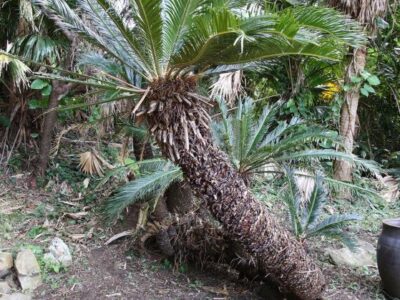 子株切り分け保護を