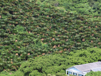 安木屋場ソテツ緊急伐採へ