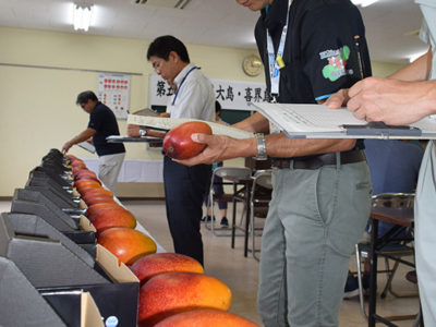 奄美大島・喜界島マンゴー品評会