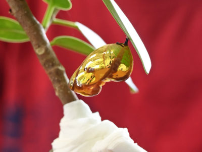 ツマムラサキマダラのさなぎに「金色でビックリ」