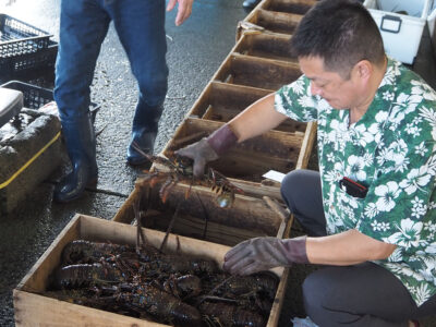 イセエビ解禁　初セリ