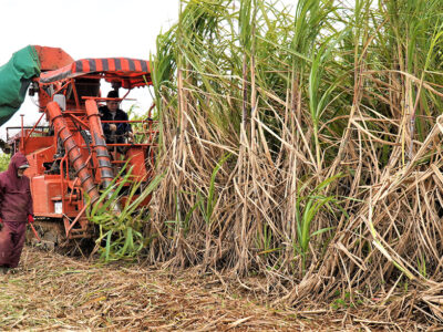 24年産サトウキビ