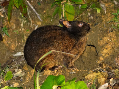 龍郷町戸口などに分布拡大