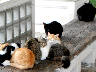 鹿大、奄美市のＴＮＲ協力