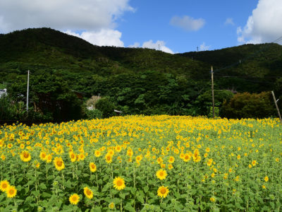 芦徳集落でヒマワリ満開