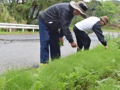 外来植物、相次ぎ報告