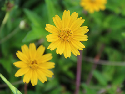 奄美では13種が対象