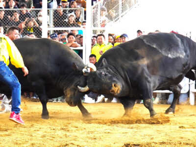 全国闘牛サミットin伊仙