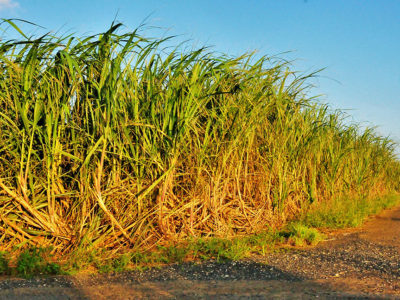 徳之島きび「平年作」回復傾向