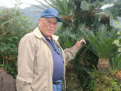 愛着あるソテツ繰り返し防除