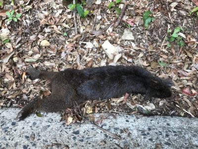 クロウサギ妊娠個体輪禍