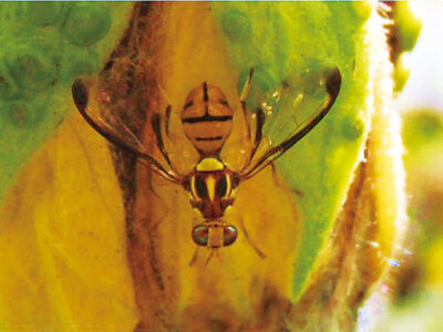 防除へ１億8300万円計上