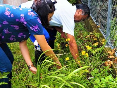 特定外来生物「オオキンケイギク」駆除