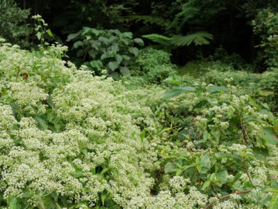 「ツルヒヨドリ」分布確認