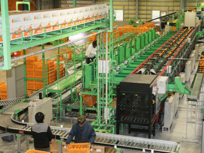 ＪＡあまみタンカン取り扱い