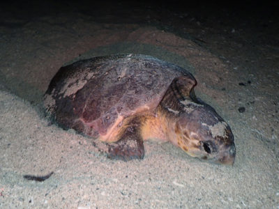 奄美大島・上半期ウミガメ