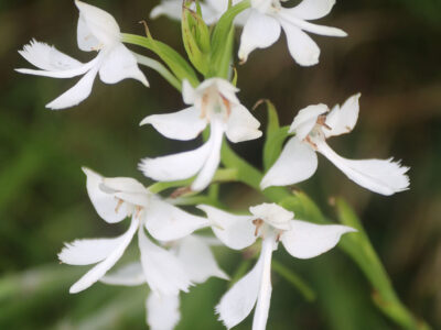 「ダイサギソウ」開花