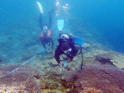 大島海峡でリーフチェック