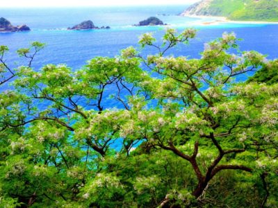 センダンの花咲き誇る