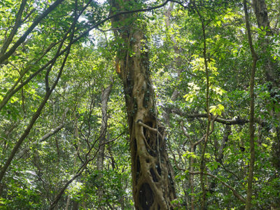 奄美トレイルワークショップ