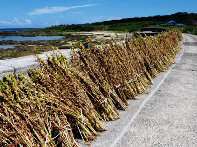 各所に“セサミストリート