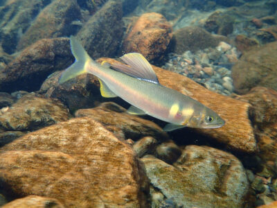 リュウキュウアユ過去２番目の多さ