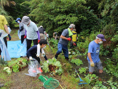 「ボタンウキクサ」駆除